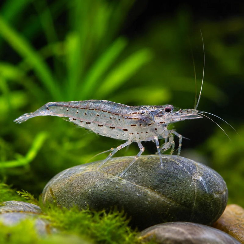 Amano Shrimp | Caridina multidentata (1–2cm)