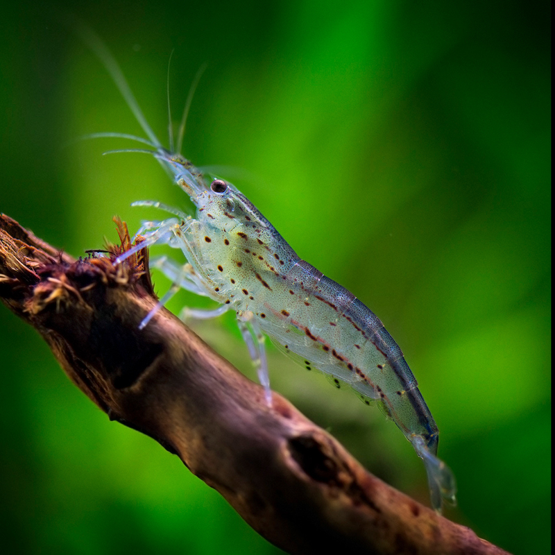 Amano Shrimp | Caridina multidentata (1–2cm)