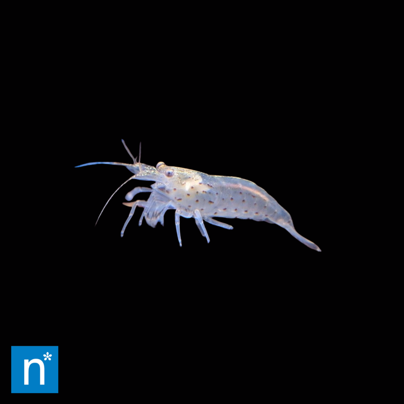 Amano Shrimp | Caridina multidentata (1–2cm)