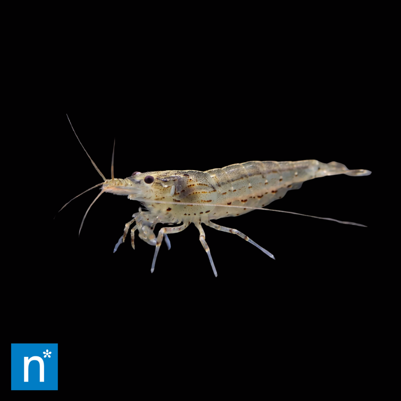 Amano Shrimp | Caridina multidentata (1–2cm)