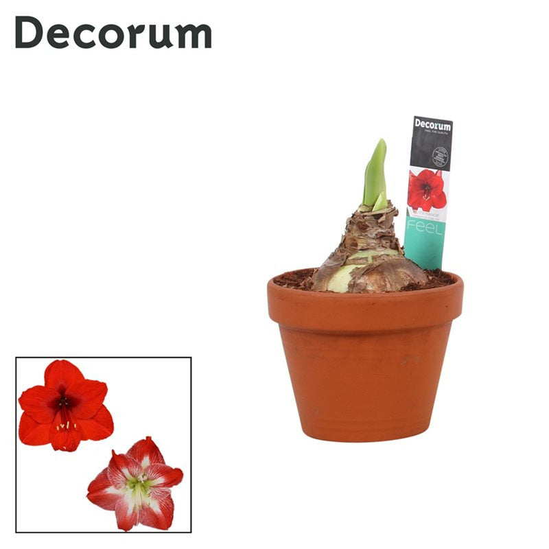 Amaryllis Mix Colour | Hippeastrum in Terracotta Pot 17cm
