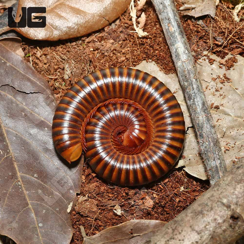 Amber Banded Millipede