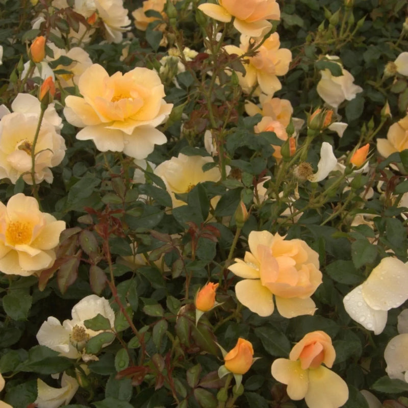 Amber Sun Floribunda Rose 4.5 Litre