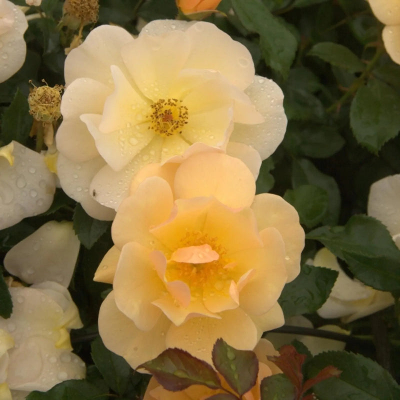 Amber Sun Floribunda Rose 4.5 Litre