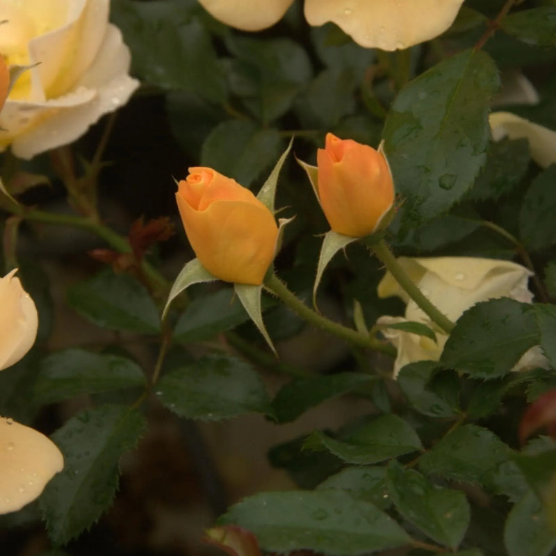 Amber Sun Floribunda Rose 4.5 Litre