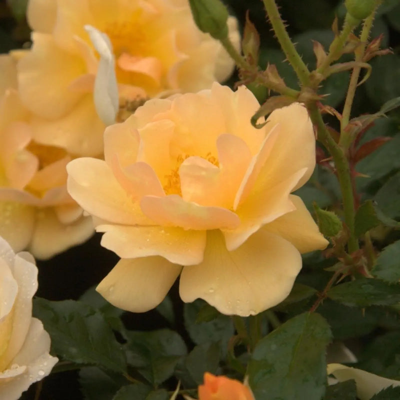 Amber Sun Floribunda Rose 4.5 Litre