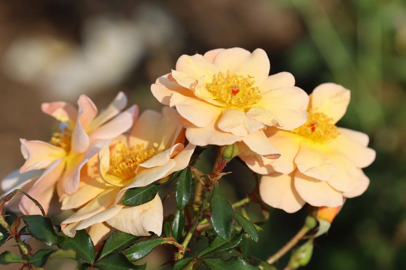 Amber Sun Floribunda Rose 4.5 Litre