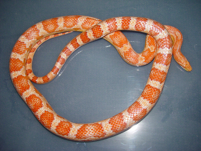 Amel Corn Snake