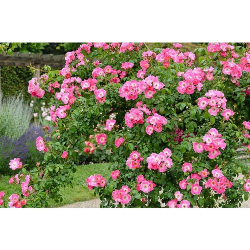 American Pillar Rambling Rose 10 Litre