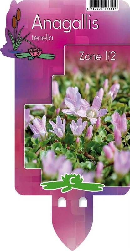 Anagallis tenella | Bog Pimpernel P9