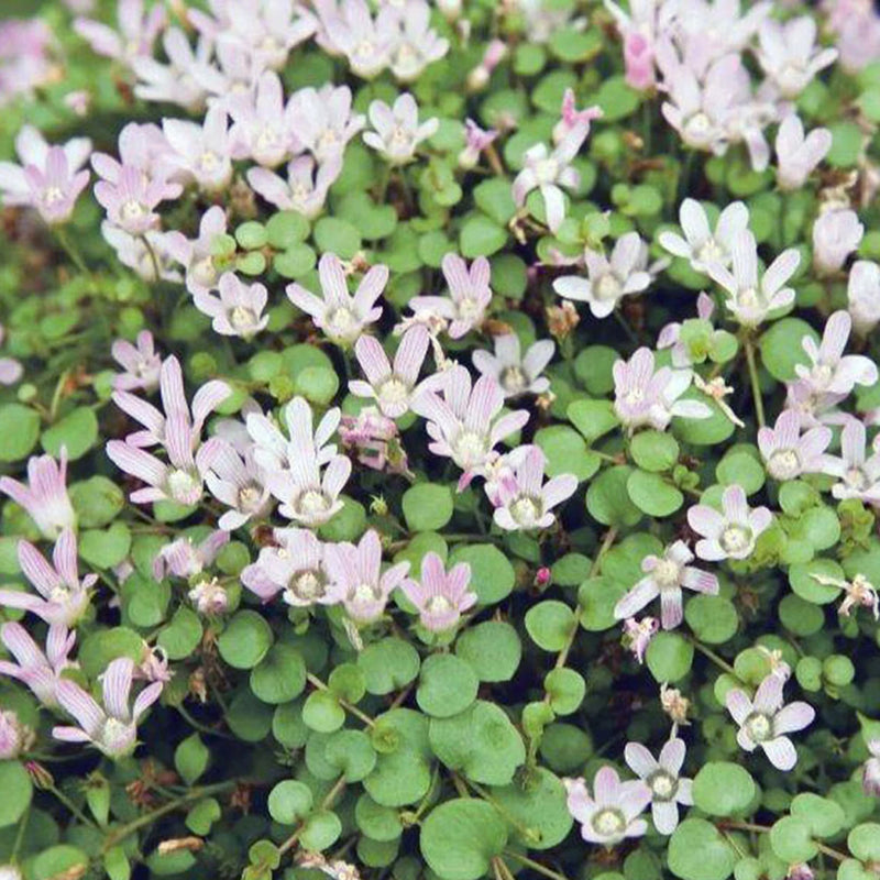 Anagallis tenella | Bog Pimpernel P9