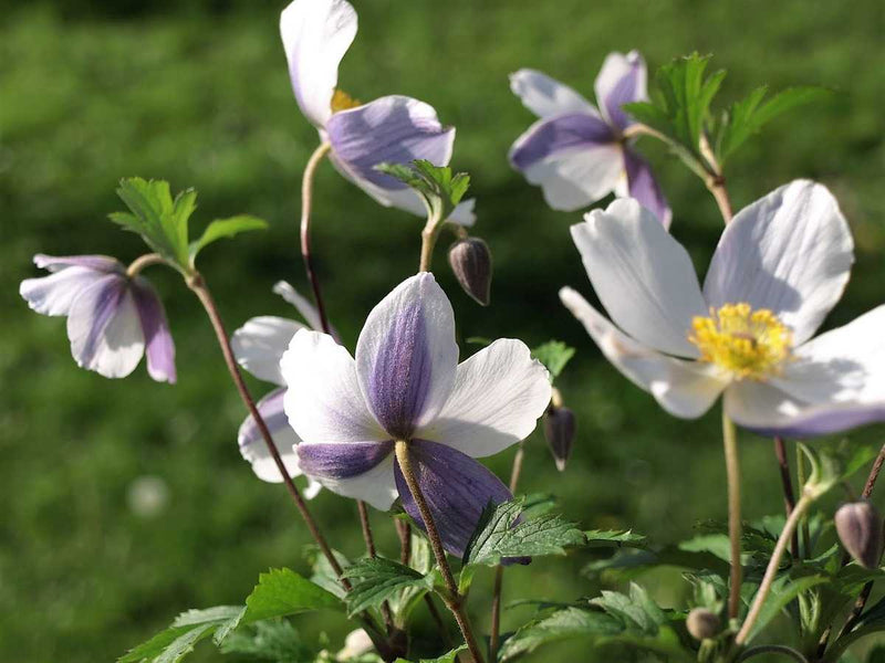 Anemone 'Wild Swan' | Japanese Anemone