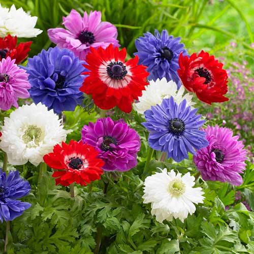 Anemone 'St. Bridget' Mixed (15 Pack)