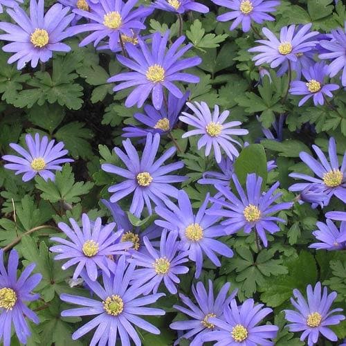 Anemone blanda 'Blue Shades' (60 Pack)