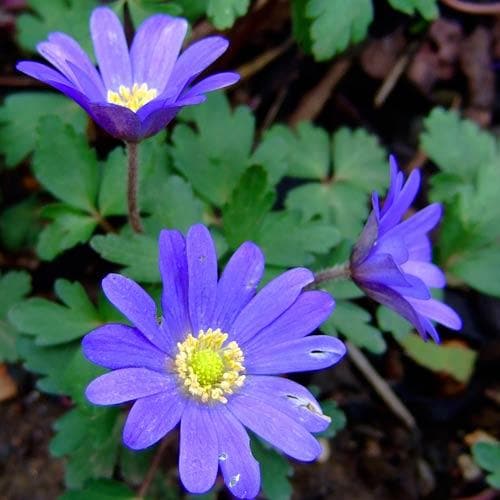 Anemone blanda 'Blue Shades' (25 Pack)