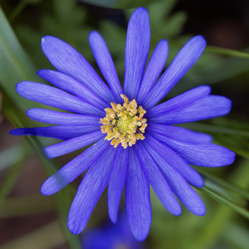 Anemone blanda 'Blue Shades' (60 Pack)