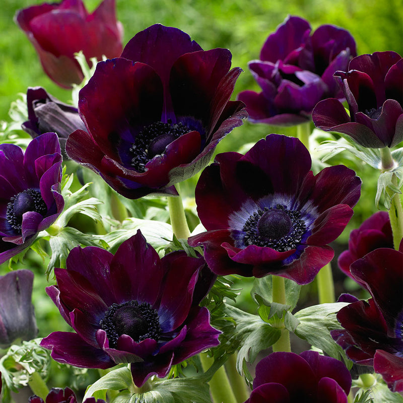 Anemone 'Bordeaux' (6 Bulbs per Pack)