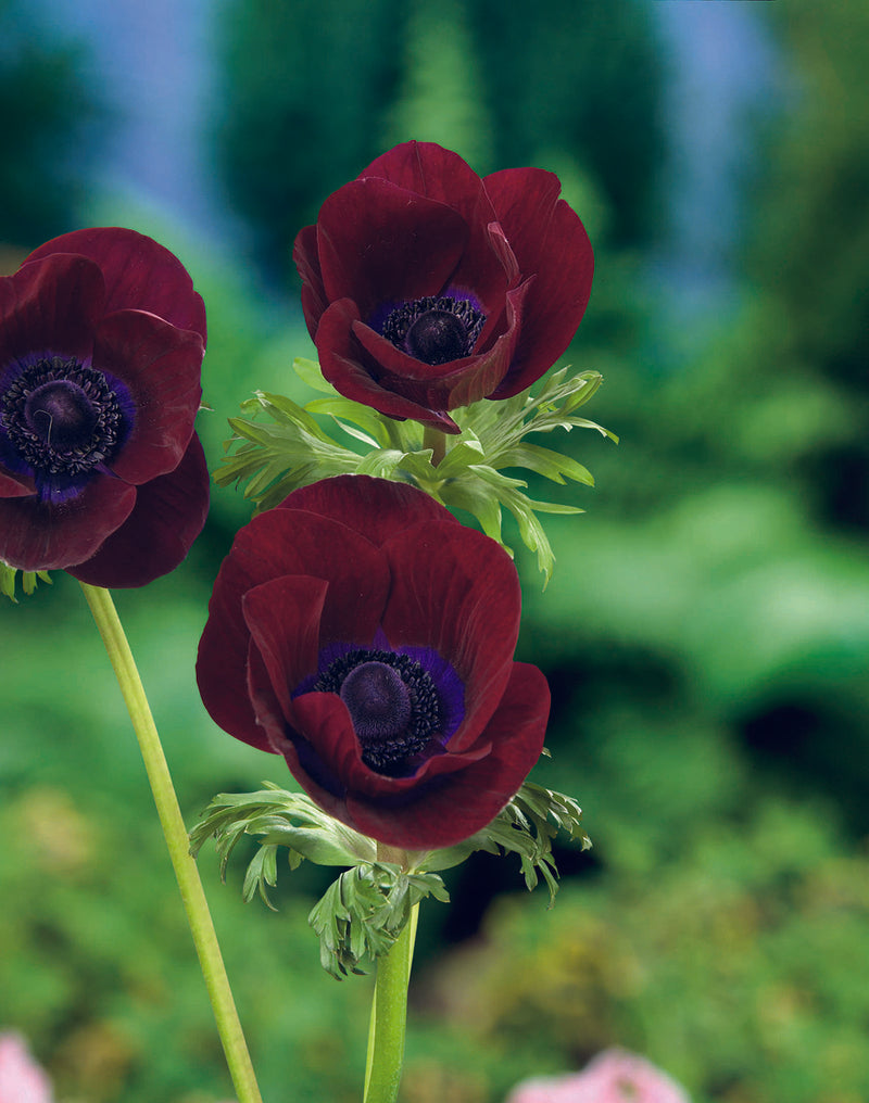 Anemone 'Bordeaux' (6 Bulbs per Pack)