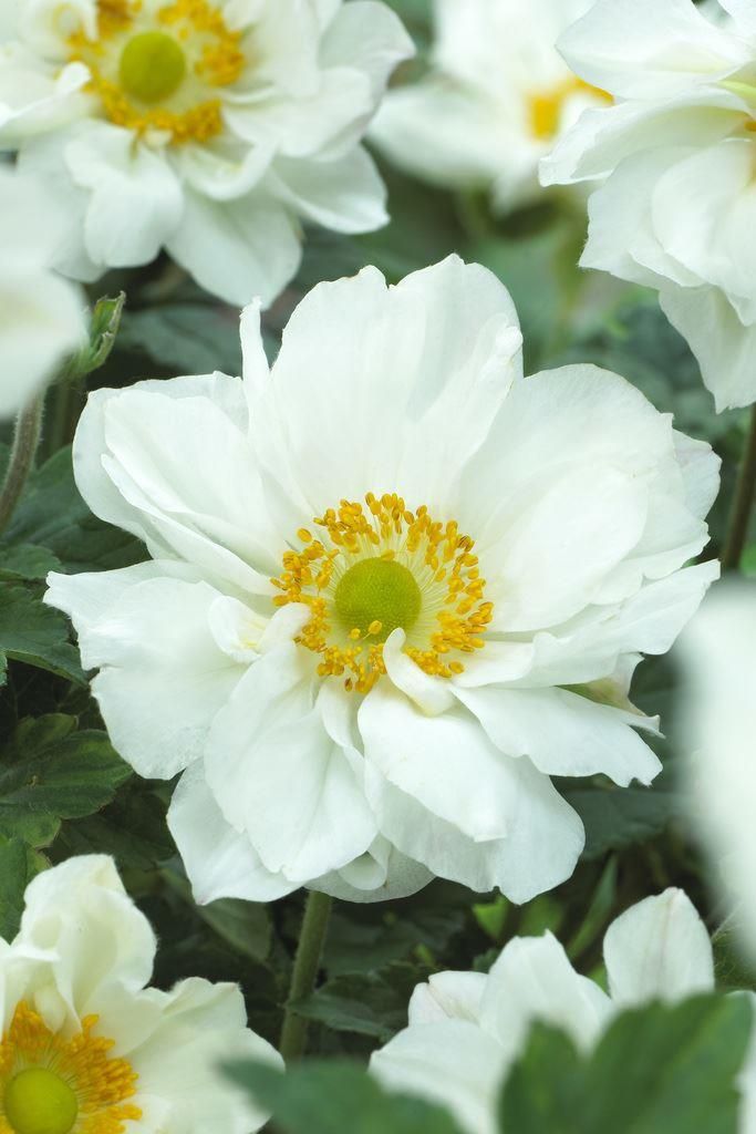 Anemone x h. 'Whirlwind' 3L