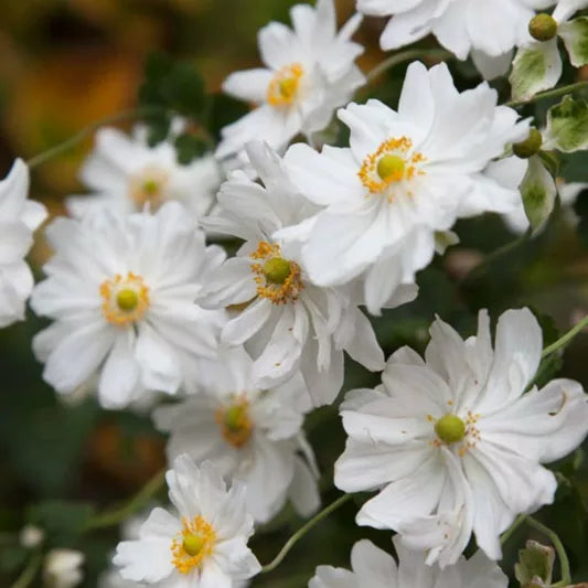 Anemone x h. 'Whirlwind' 3L