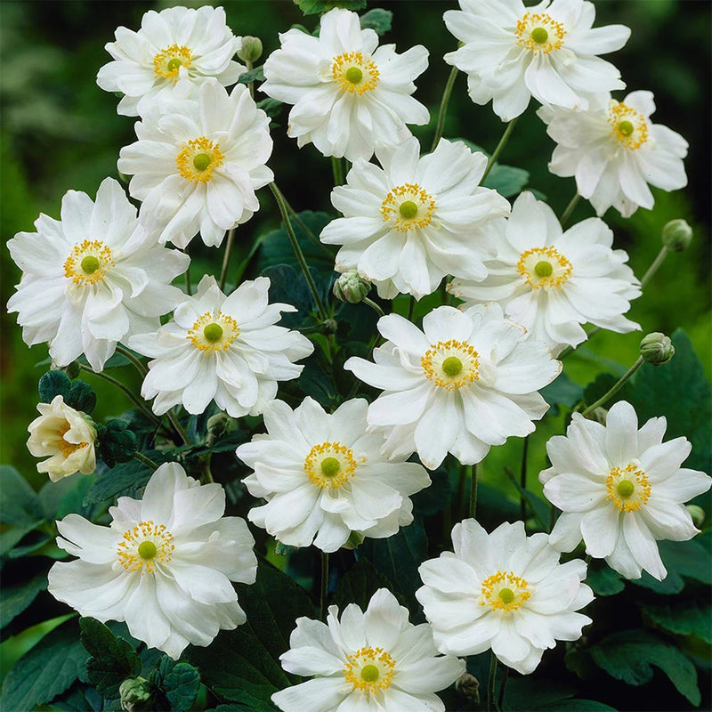 Anemone x h. 'Whirlwind' 3L