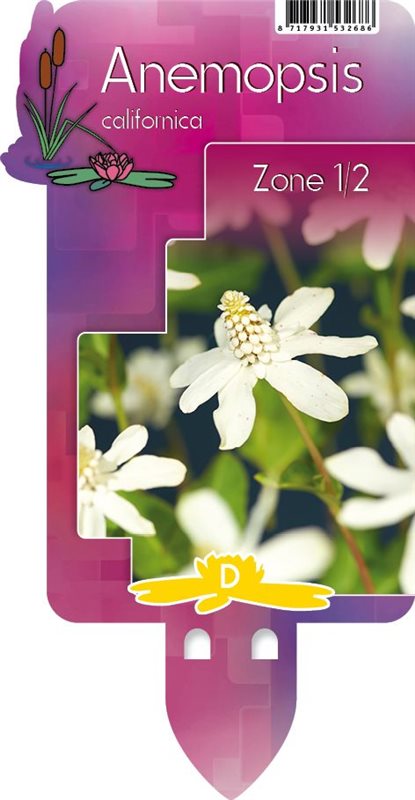 Anemopsis californica P9