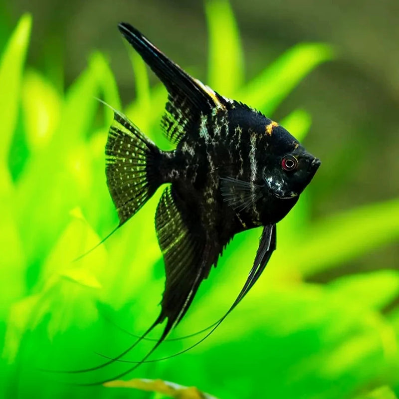 Angelfish Black Small