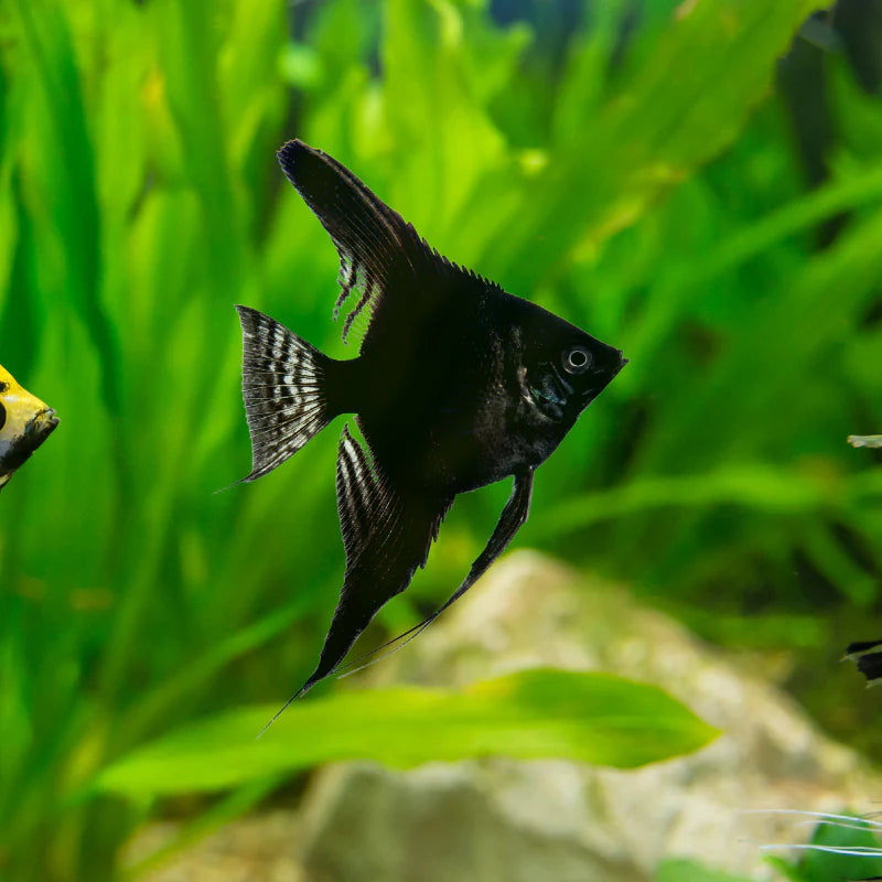Angelfish Black Small