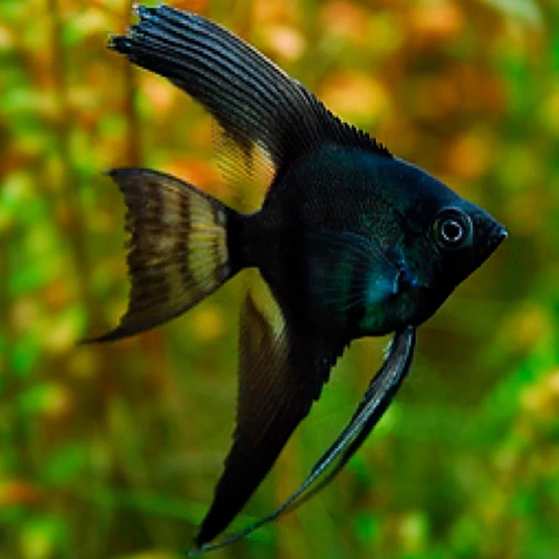 Angelfish Black Small