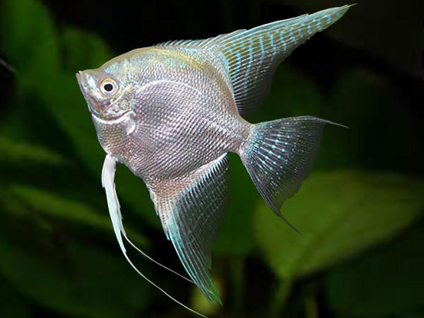 Platinum Angelfish
