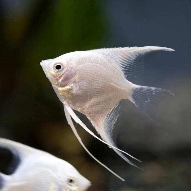Platinum Angelfish