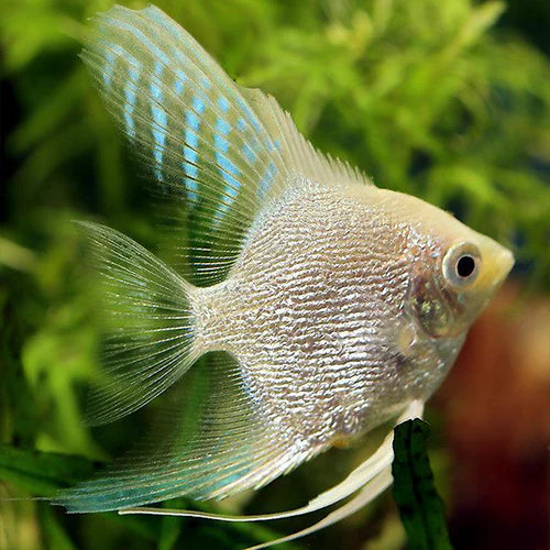 Platinum Angelfish