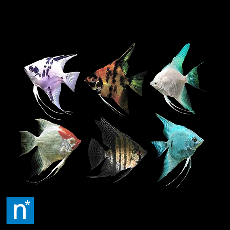 Angelfish Assorted | Pterophyllum scalare