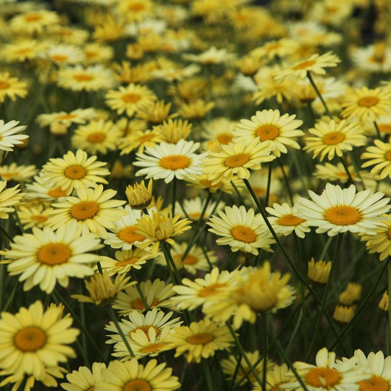 Anthemis tinctoria 'E C Buxton' 2L