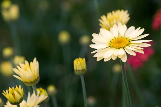 Anthemis tinctoria 'E C Buxton' 2L