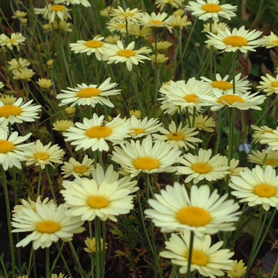 Anthemis tinctoria 'E C Buxton' 2L