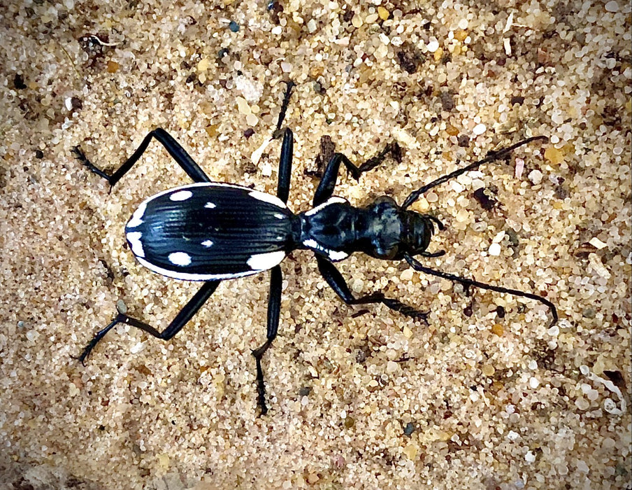 Egyptian Predator Beetle | Anthia sexmaculata