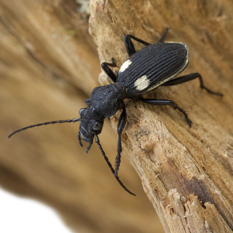 African Ground Beetle | Anthia Biguttata Nigeria