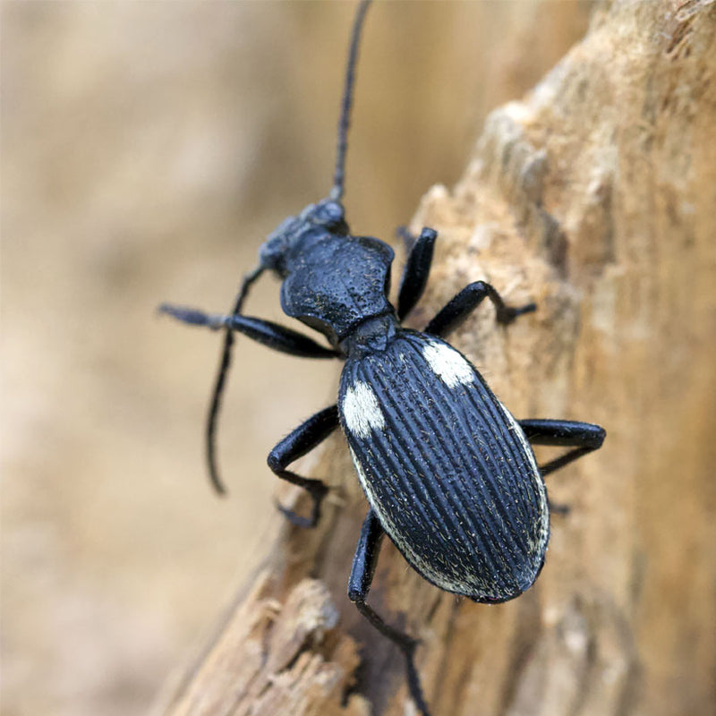 African Ground Beetle | Anthia Biguttata Nigeria