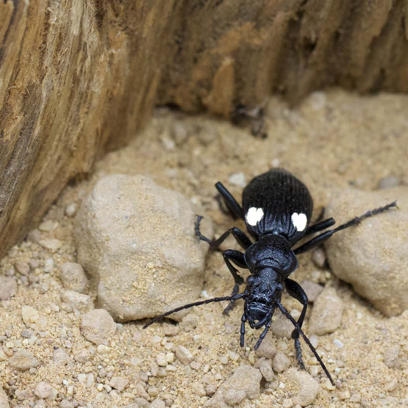 African Ground Beetle | Anthia Biguttata Nigeria