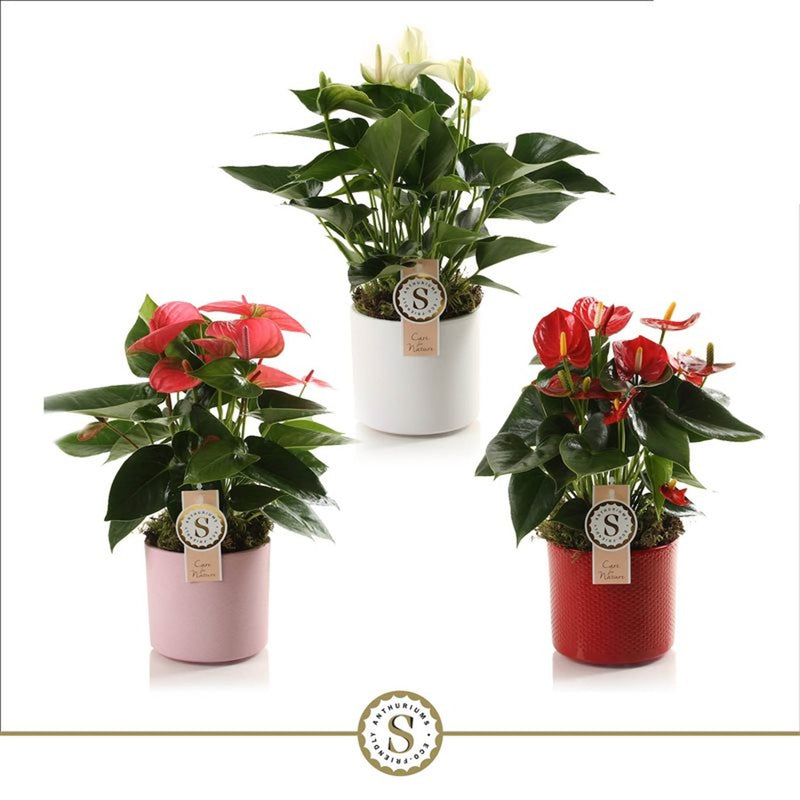 Anthurium 'Champion' in 12cm ceramic pot (Sold Individually)