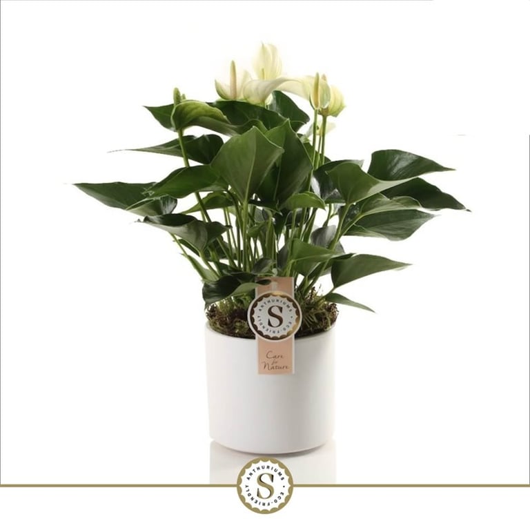 Anthurium and. 'White Champion'  12 cm white ceramic pot