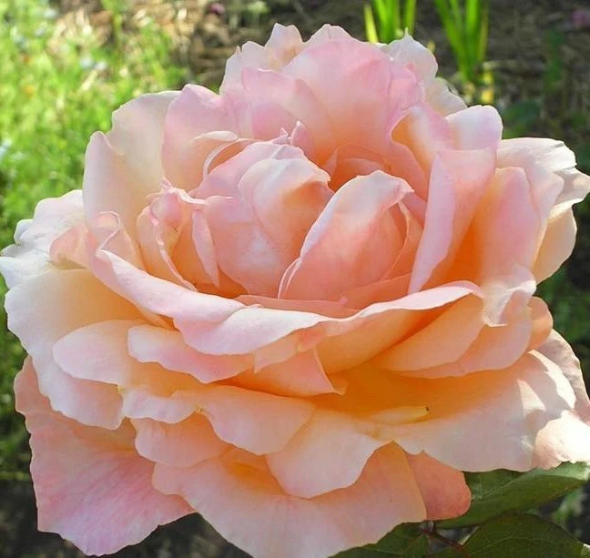 Antigua Hybrid Tea Rose 3.5 Litre