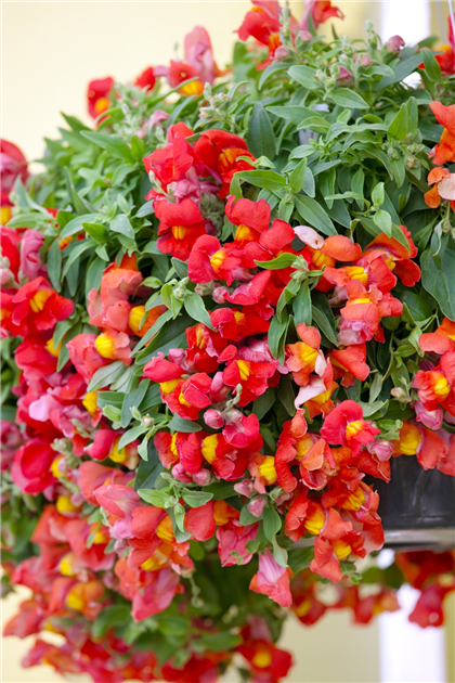 Antirrhinum 'Candy Orange' (2 Litre)