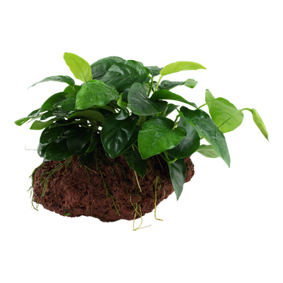 Anubias Barteri Nana on Lava Stone