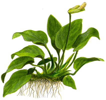 Anubias Barteri Nana on Lava Stone