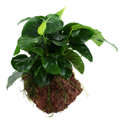 Anubias Barteri Nana on Lava Stone