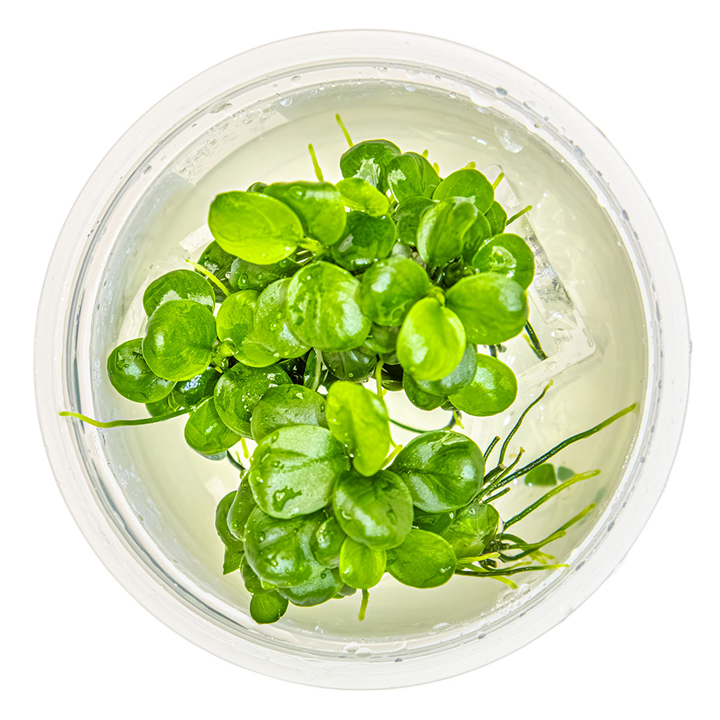 Anubias barteri 'Mini Coin'