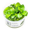 Anubias barteri nana 1-2 Grow