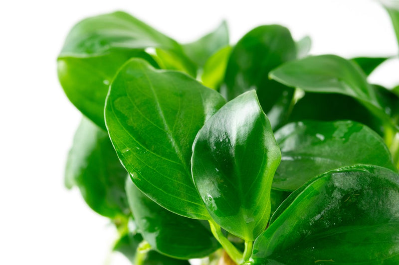 Anubias barteri nana